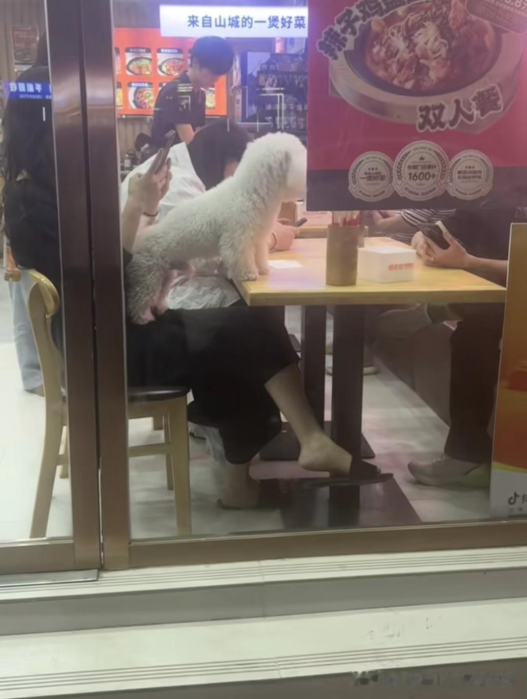 狗上桌，这次轮到河南濮阳花宝街鸡公煲了！依然还是这些喜欢探头探脑的小型犬，不是泰