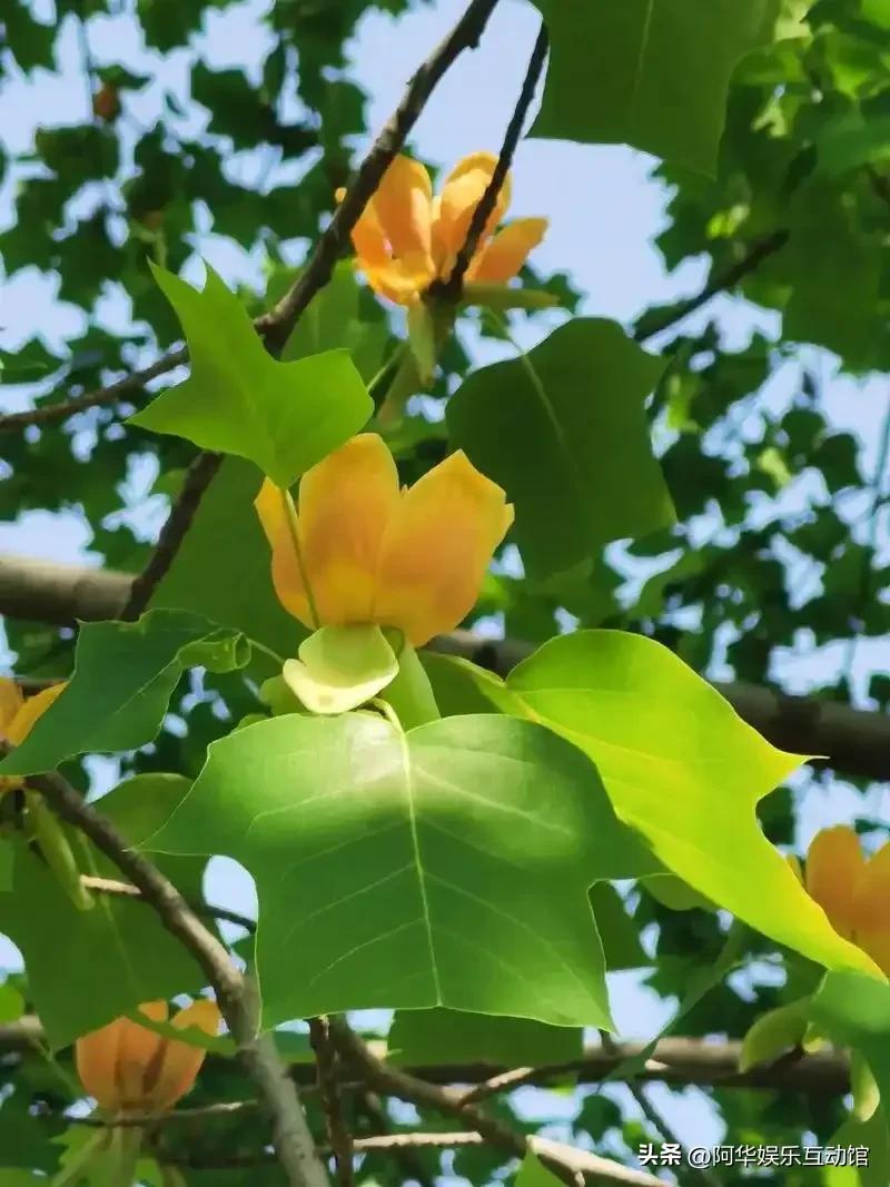 鹅掌楸是一种与众不同的春季花卉

 形态特征
- 花朵：花朵形状独特，酷似郁金香