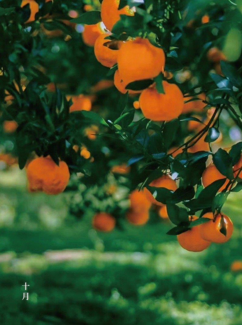 人间十月
In October of the world, 
the flowe