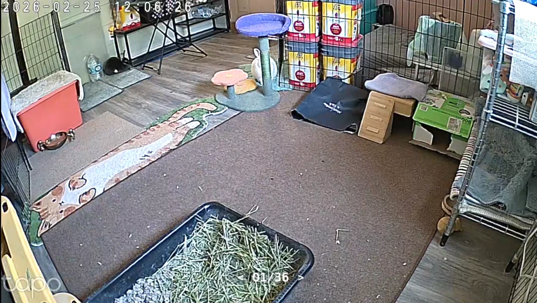 🐰🐰弟弟觉得他已经藏好了