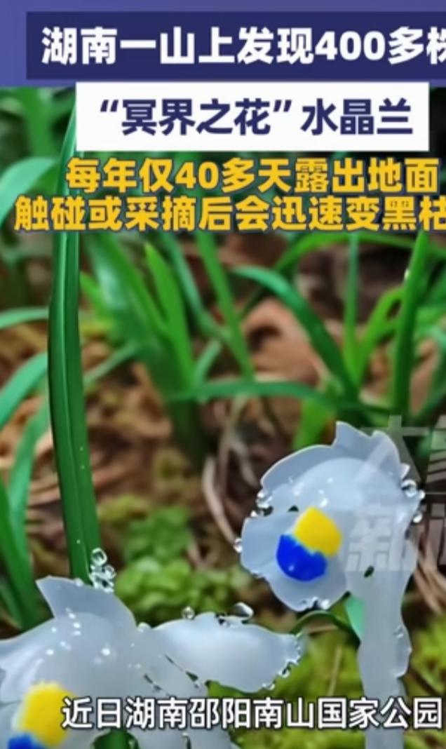 湖南邵阳南山国家公园惊现奇事！工作人员在海拔1100米的杜鹃林巡护时，发现400