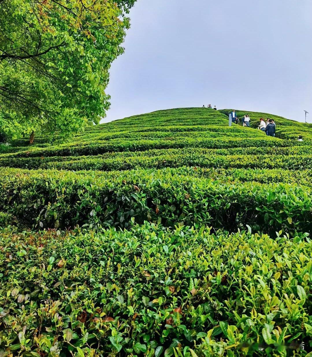 ：茶海觅香醇。