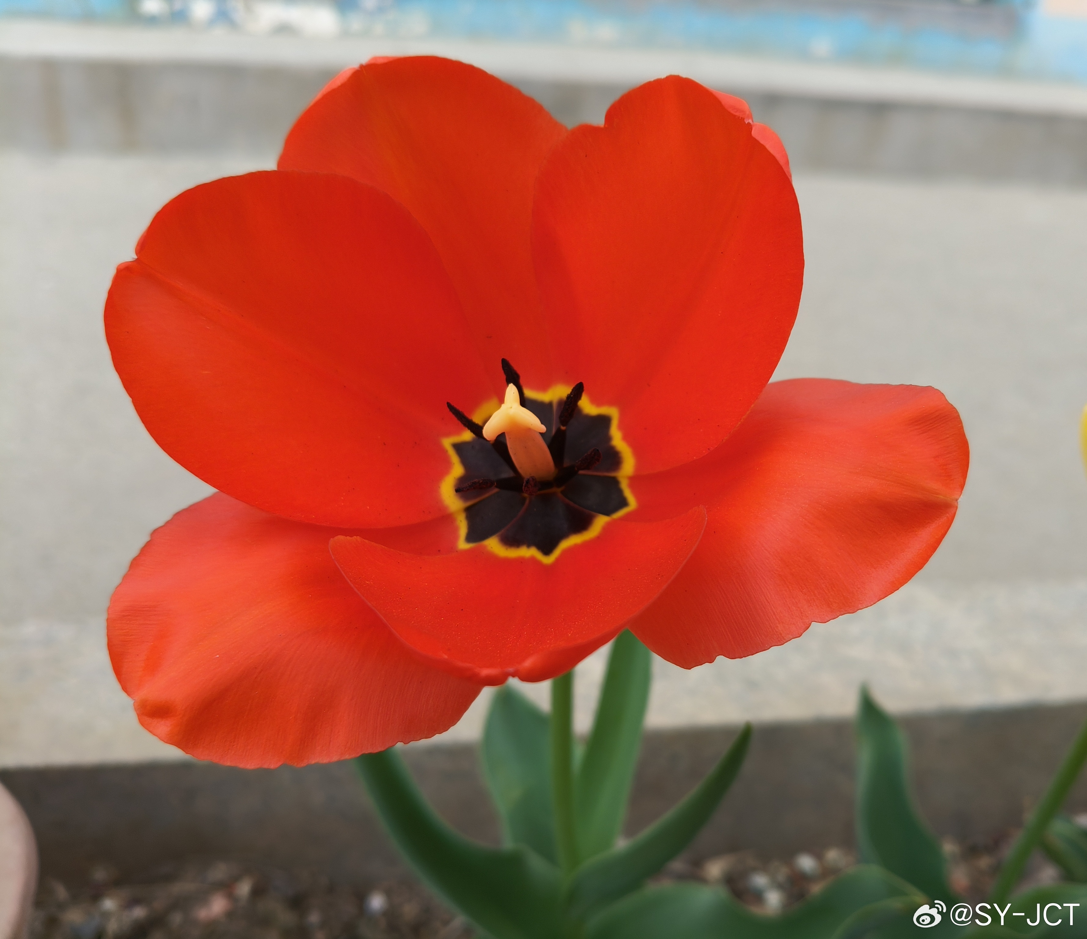 娇艳欲滴郁金香🌷随拍 