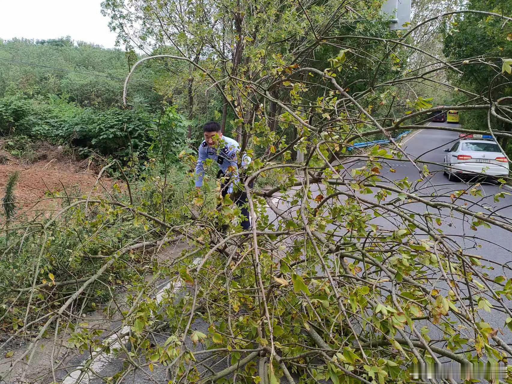 【#树木断落躺路面民警清理保安全#】10月1日早晨，安徽巢湖出现大风天气。安徽庙