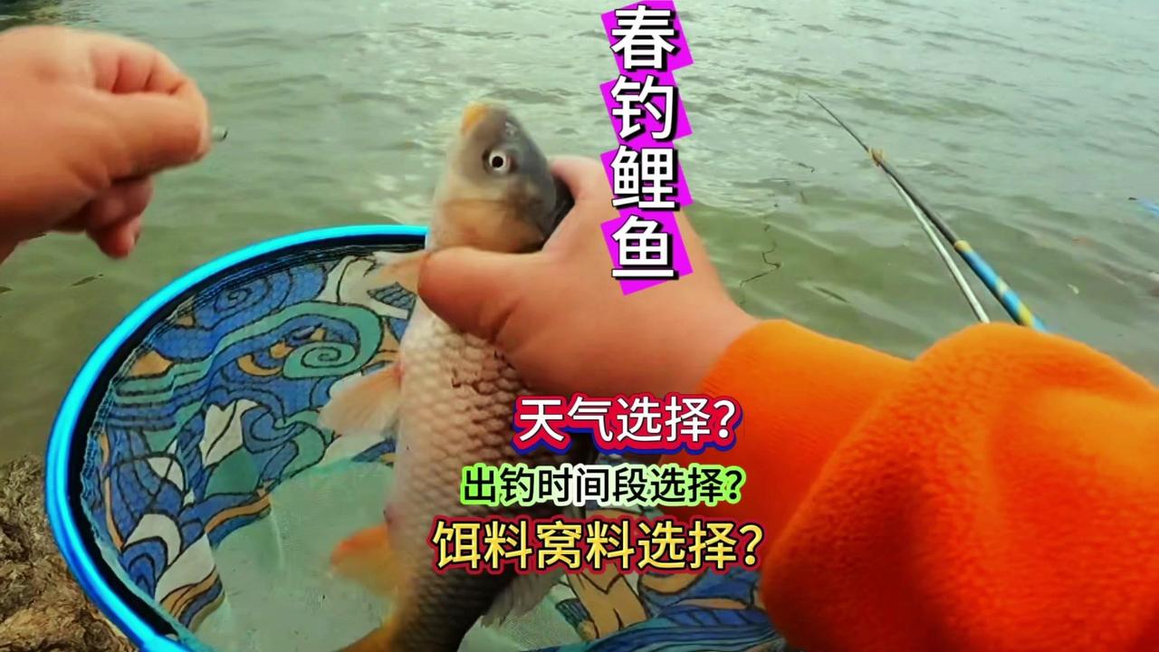 📍野钓鲤鱼的黄金季节到了，那么钓鲤鱼到底有没有方法和技巧呢？

1️⃣饵料和窝