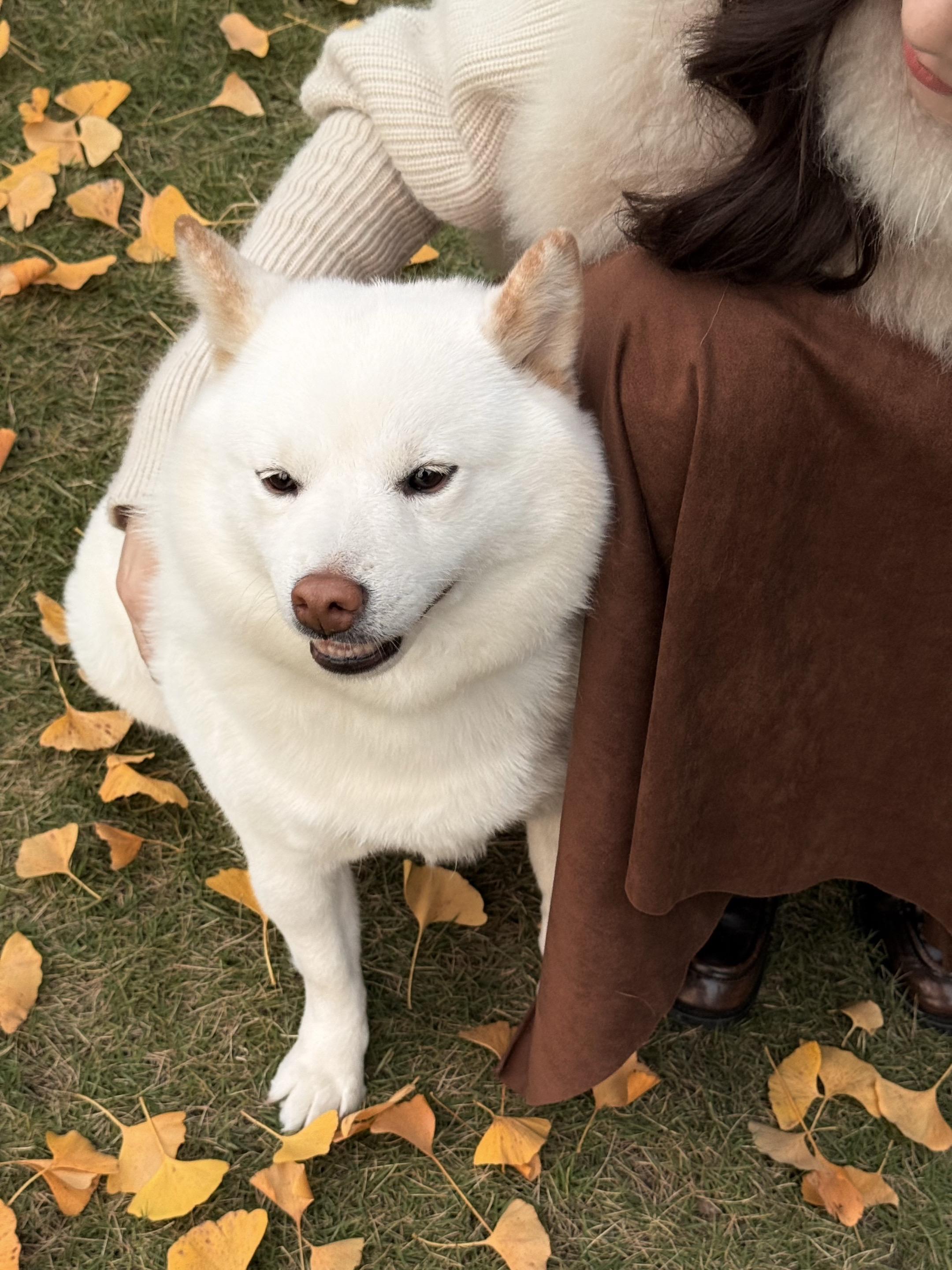 分享一只妙脆角