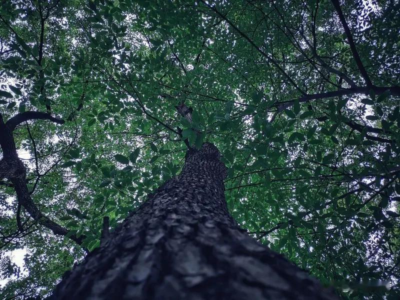 小区里有郁郁葱葱的树,不好吗? 小区里有郁郁葱葱的树，那简直太棒了！夏天的时候，