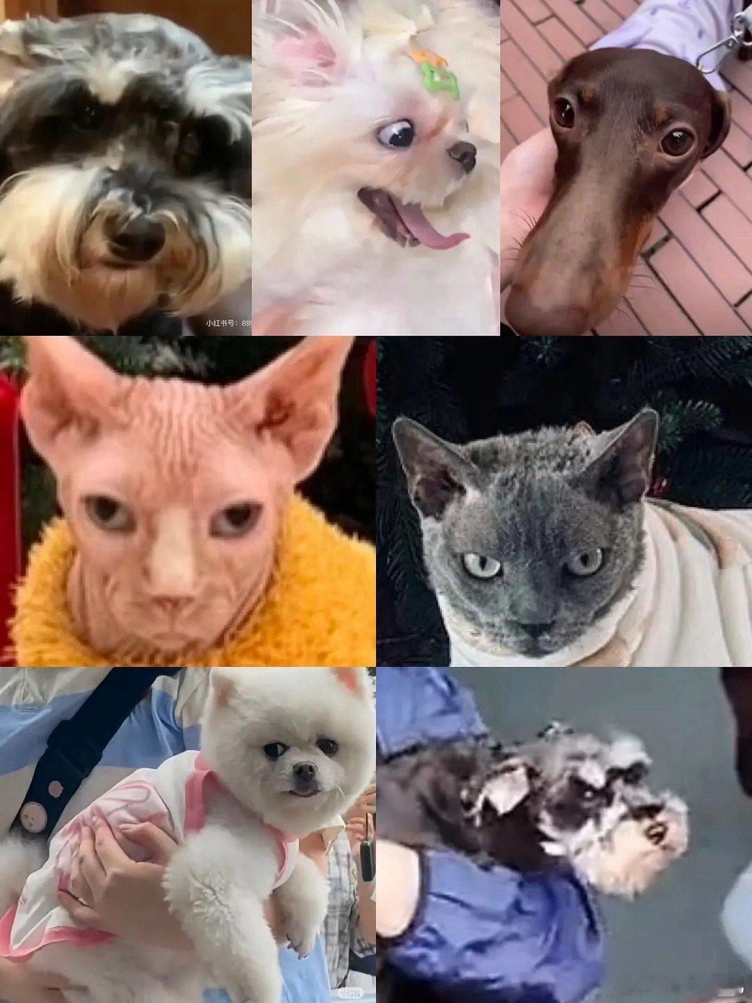 内娱最丑明星宠物盘点😂 