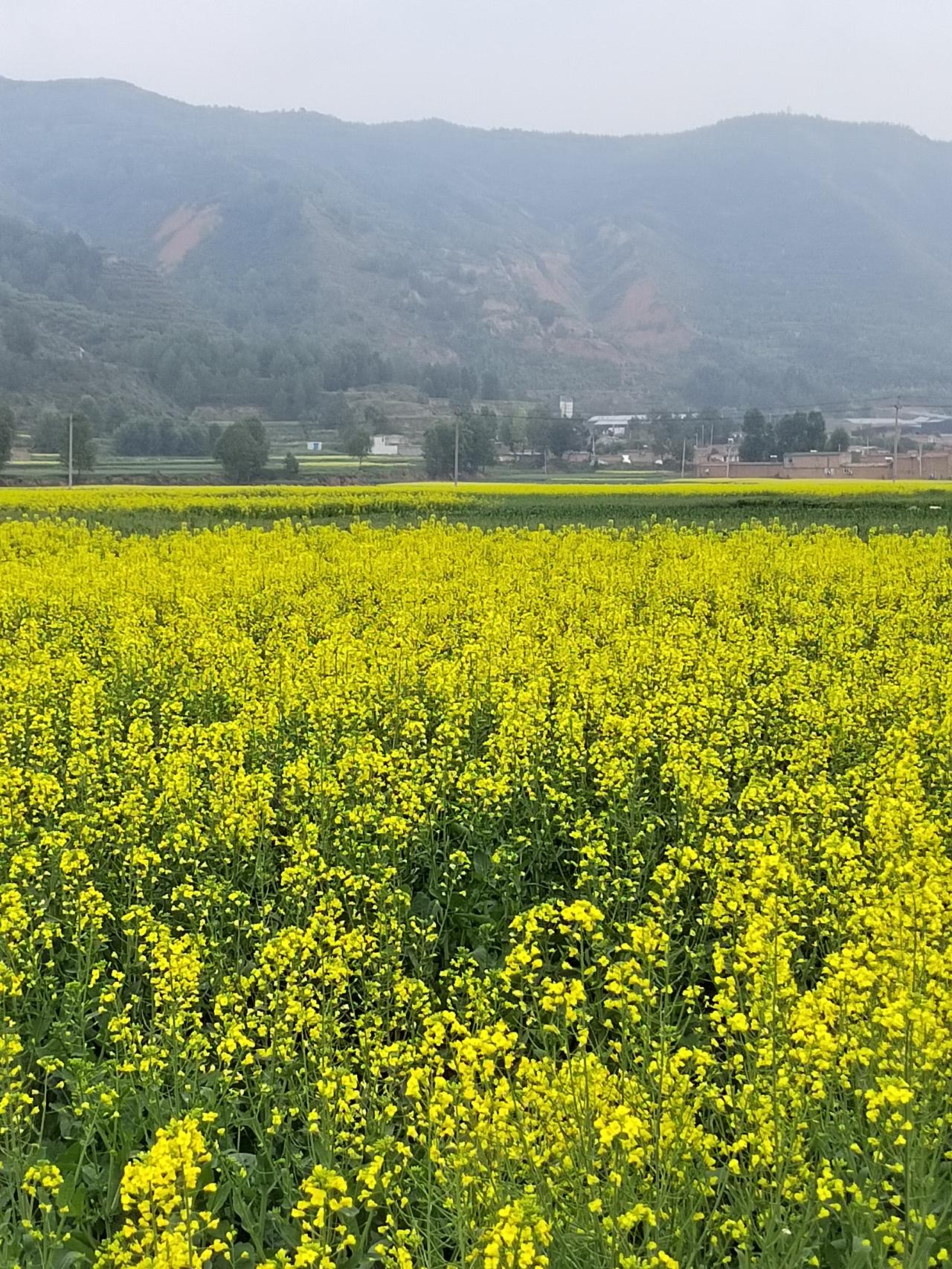 青海的油菜花开的正当时
早上在西宁访清真大寺看油菜花，晚上走在回家的路上。