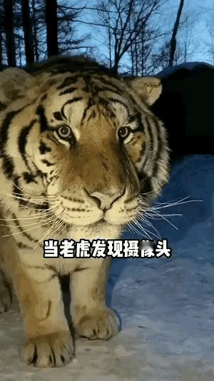 萌（猛）虎 