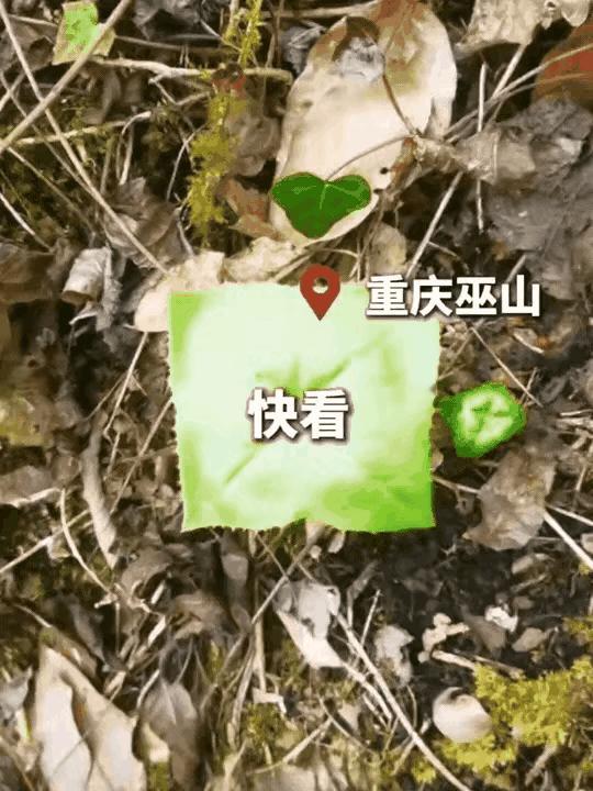 [月亮]真是大千世界无奇不有啊！一名男子五一假期去重庆巫山爬山，爬到半山腰的时候