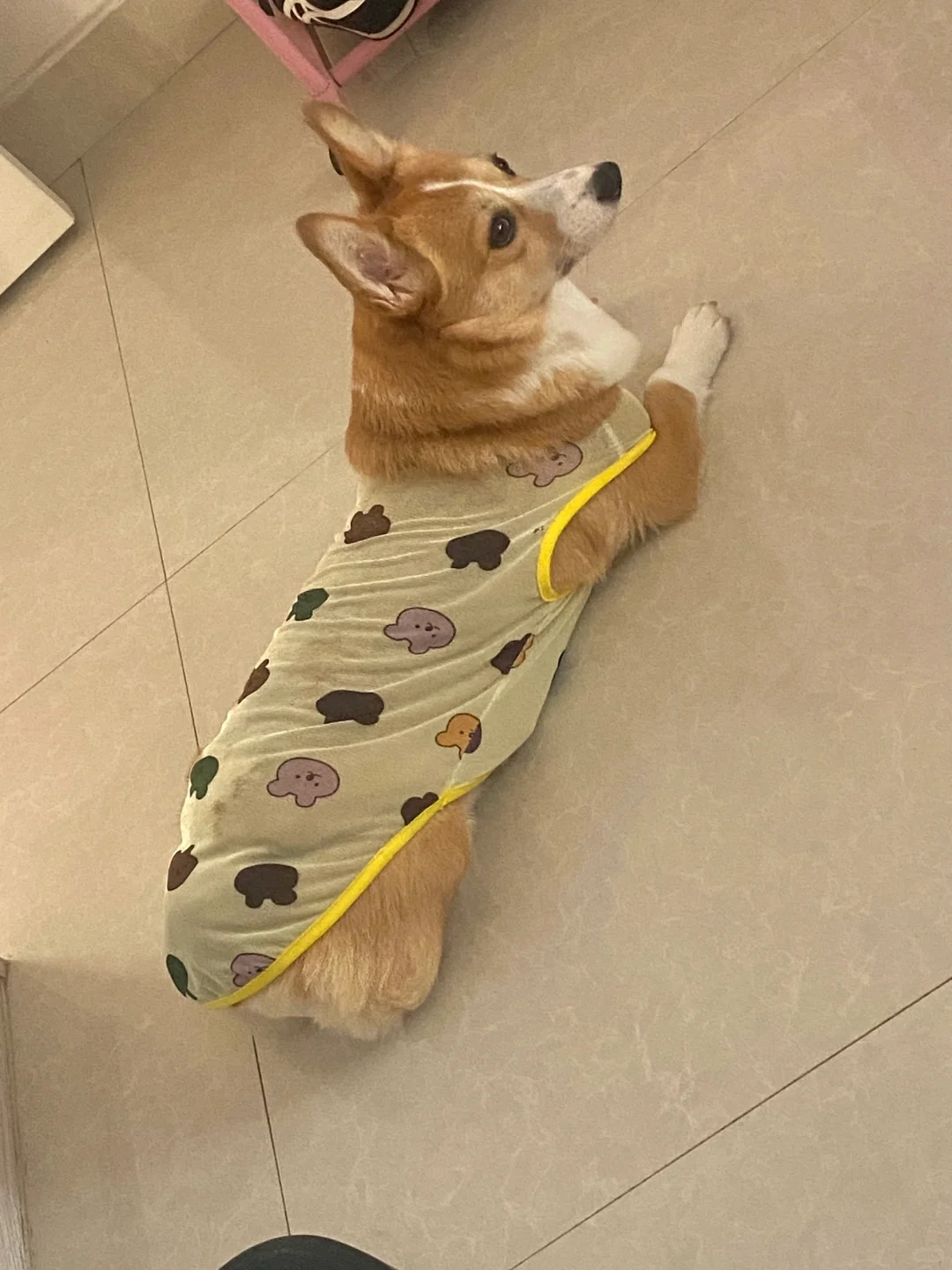 小狗狗来姨妈了