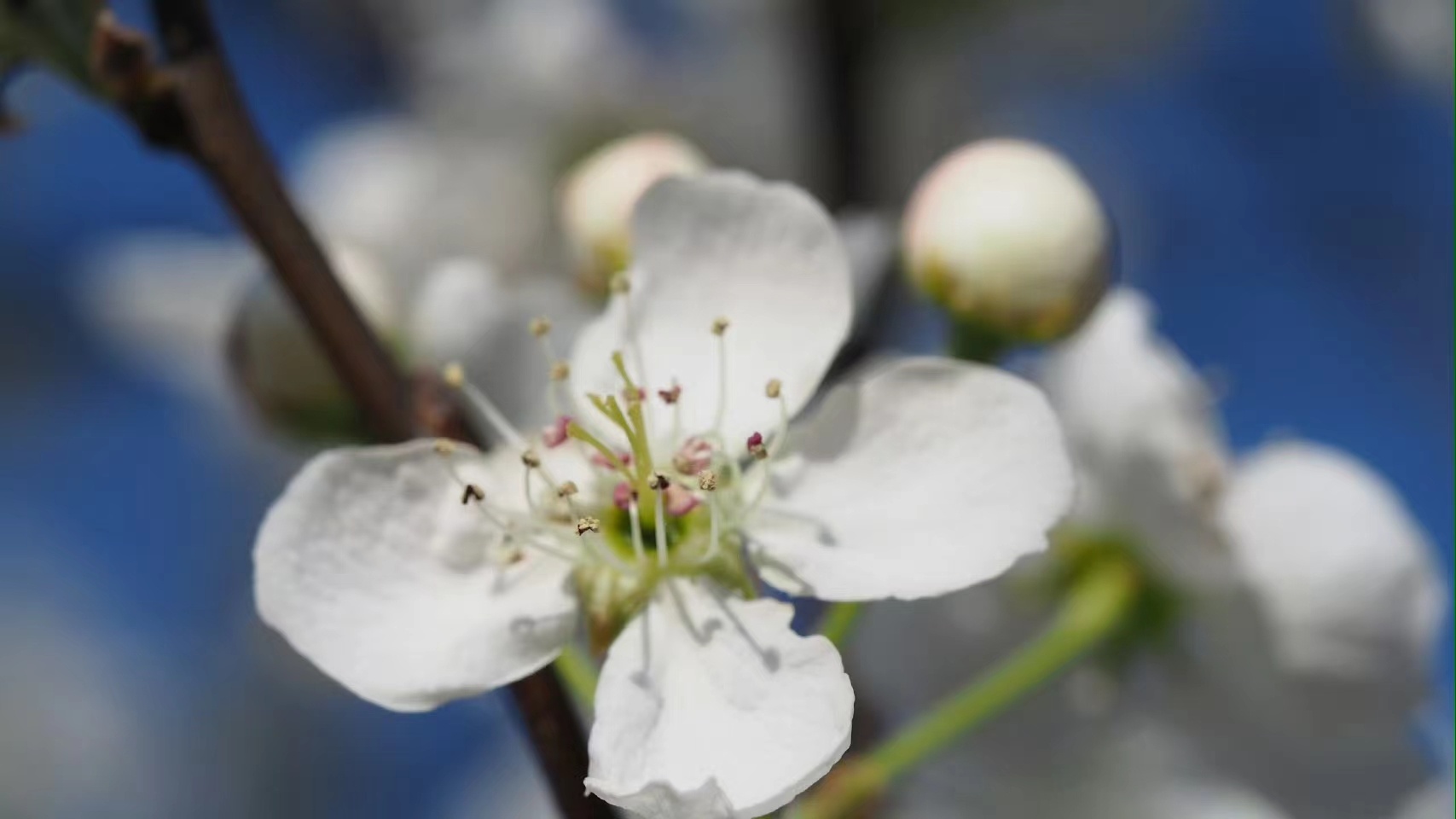 香约云南住在梨香花海里住在梨香花海，感受云南的春之约。晨雾梨花，木楼风铃，青石古
