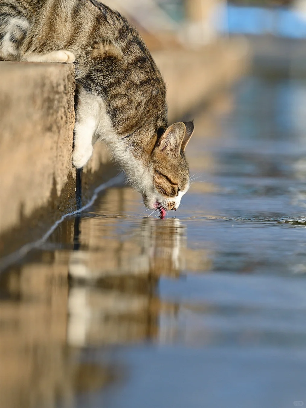 沉浸式喝水的狸花猫