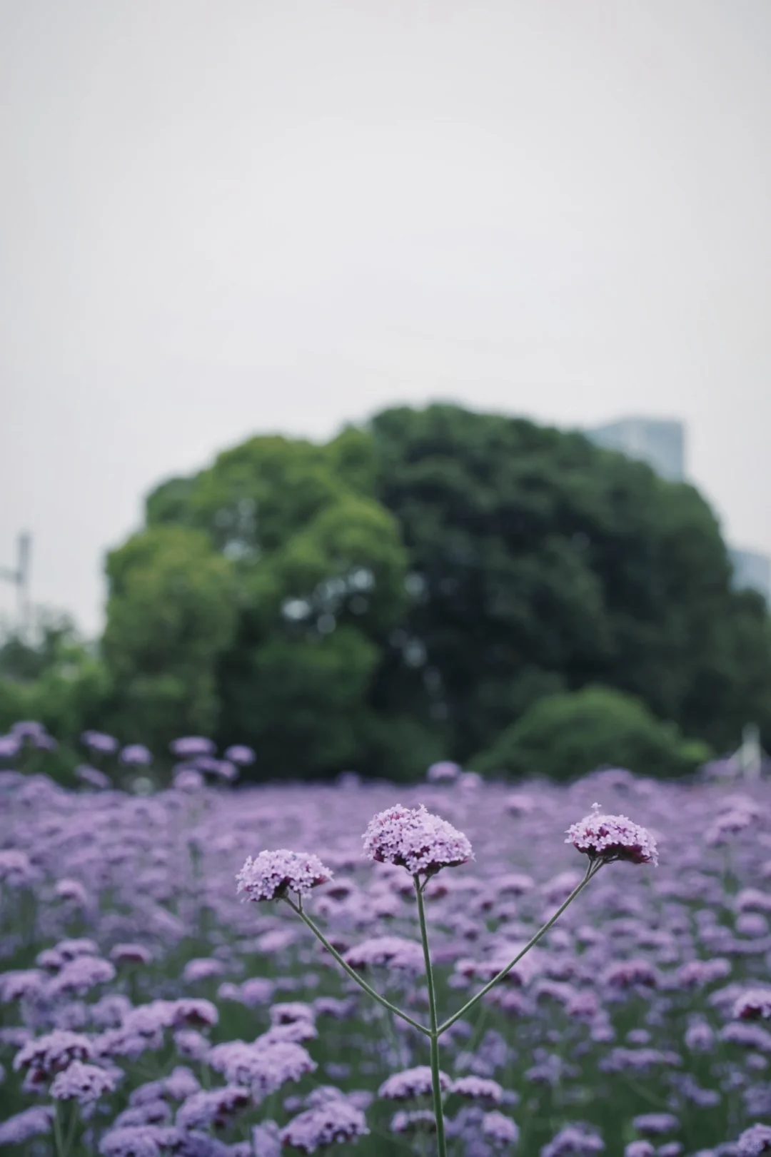 美呆了‼️杭州市区‼️地铁直达口紫色梦幻花海