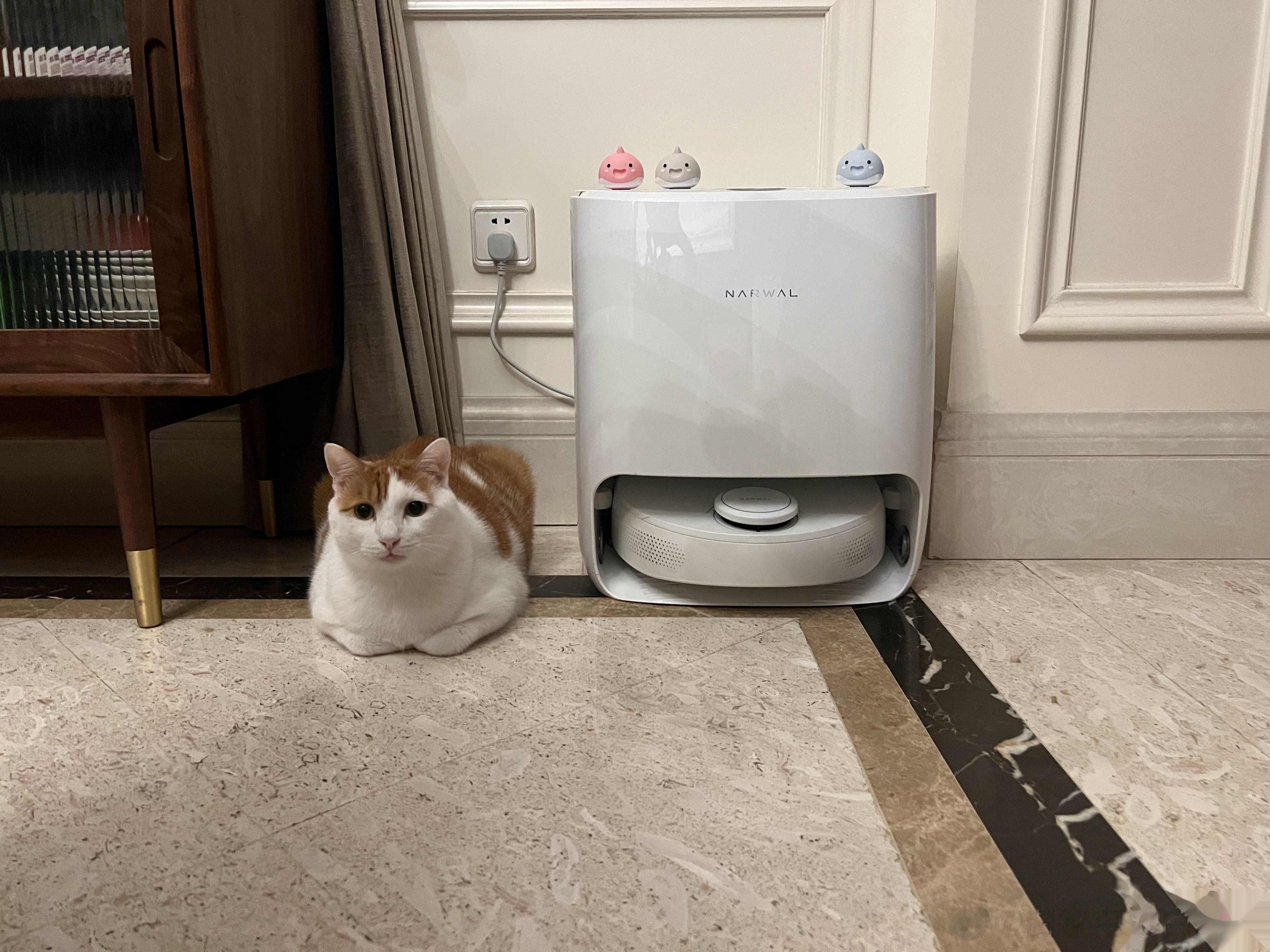 上次我说猴猴有员工宿舍，你们不信。喏，就这里，他没活儿干的时候就跟扫地机器人蹲一
