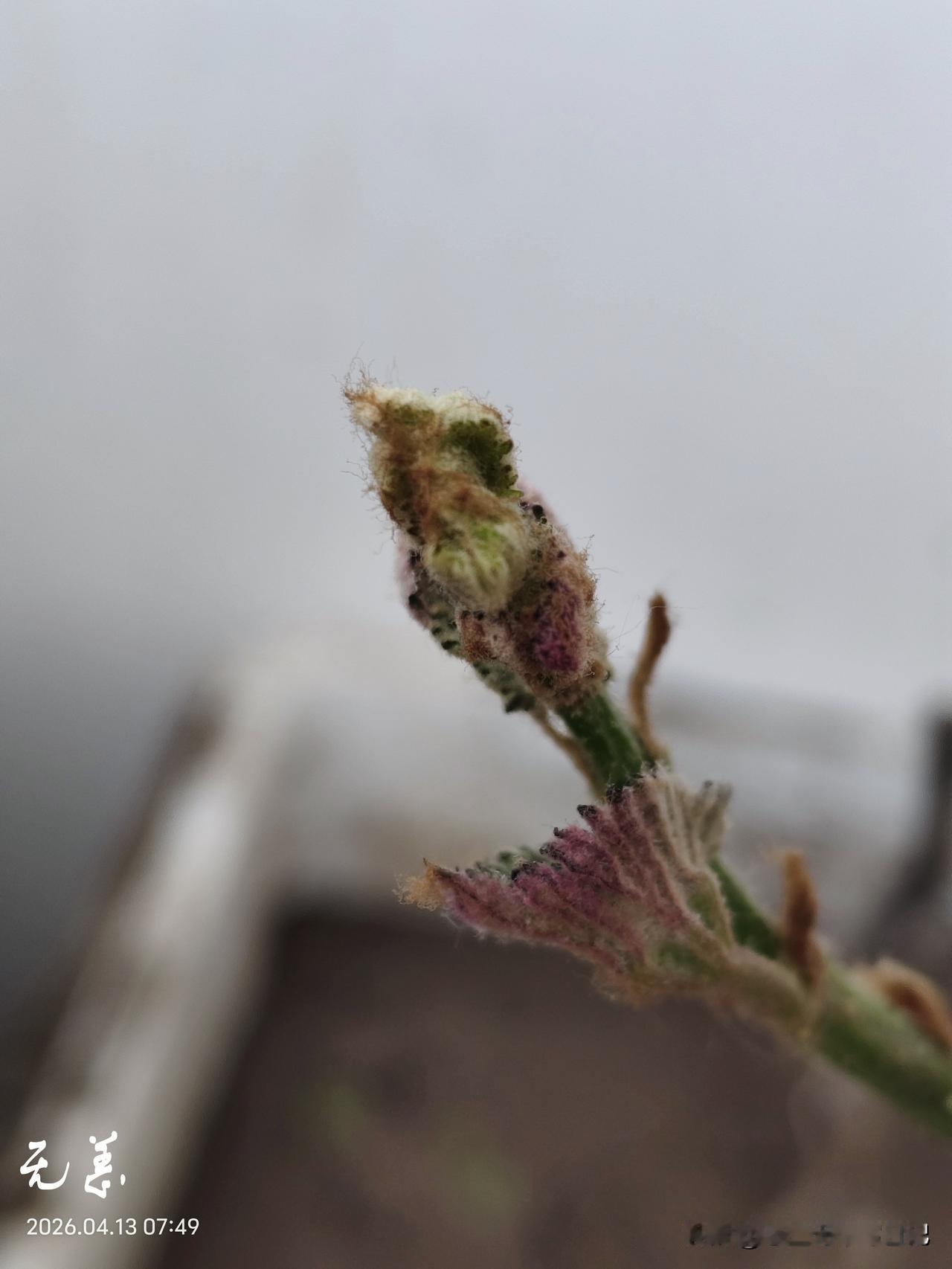 在老家的院子里曾经有棵葡萄，都已经可以结果了，但是因为搬家到了城里，没办法把它带