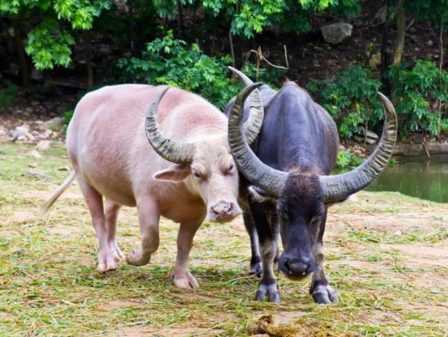 2001年，越南一农民3400元买下一头粉色水牛，20年后，一名中国富商出价28
