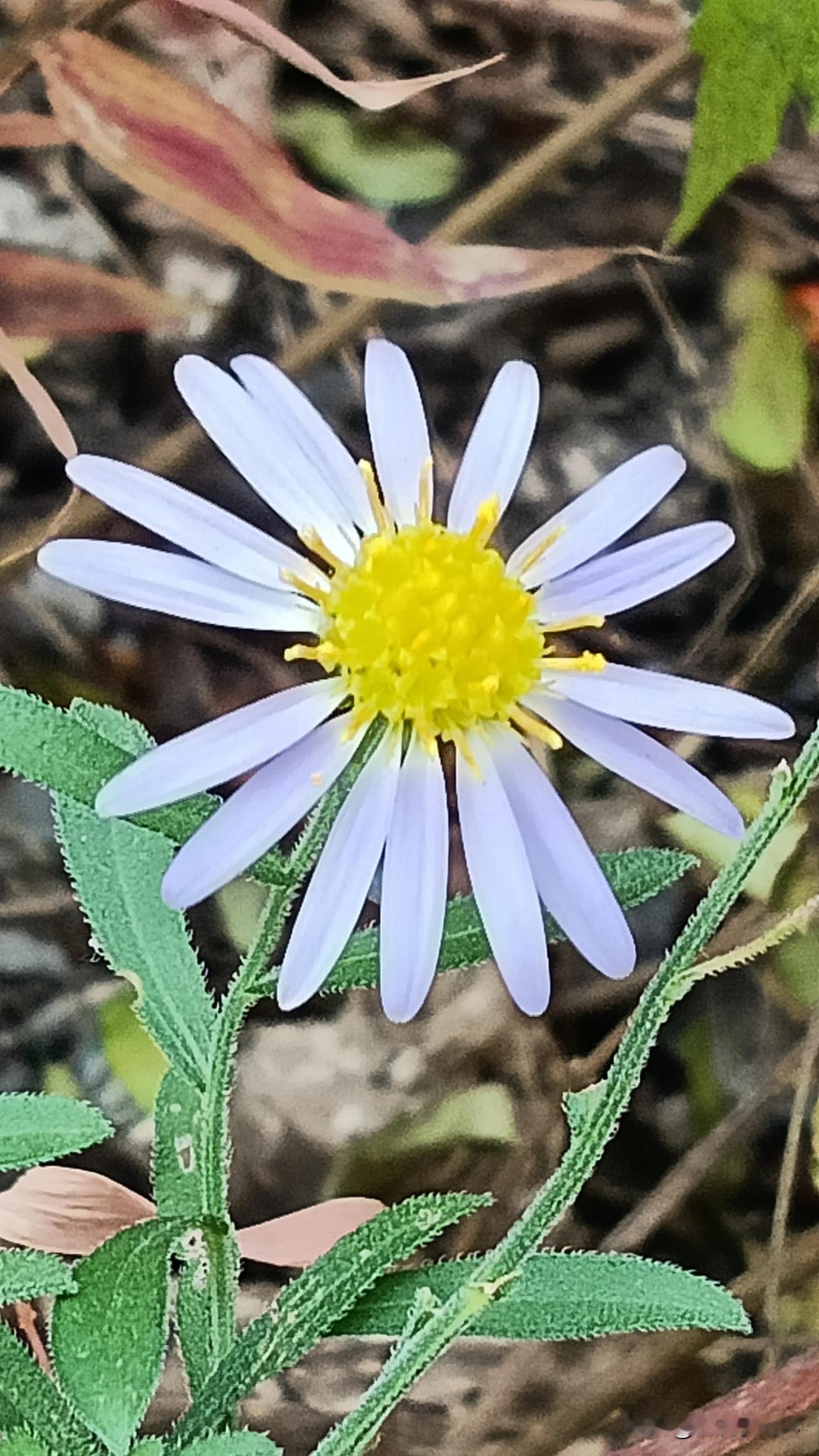 #秋日生活打卡季#致晚秋

从金灿灿到万山红遍
华丽的转身
就把一个季节
变成了