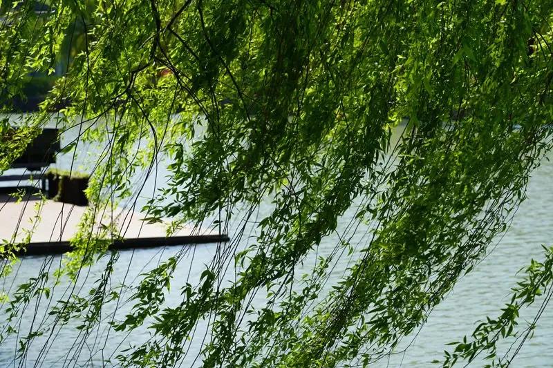 新的一年即将来到、新的铮铮岁月、新格局内涵的战争”加速欧亚大陆！马年吉祥烟火的、