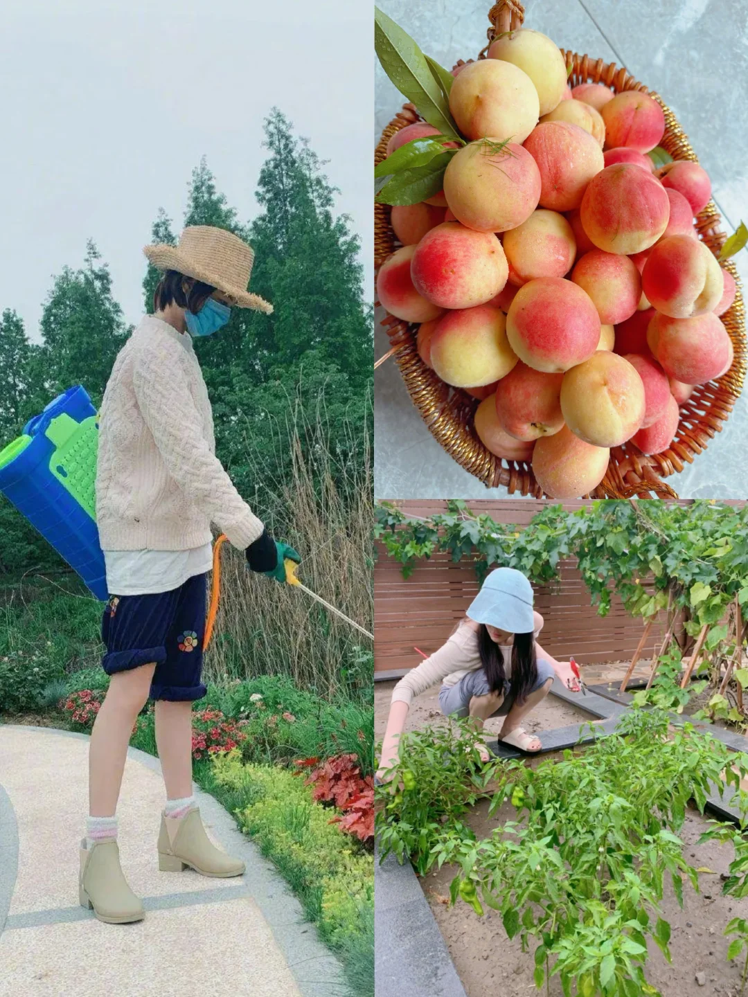 张馨予自家小院儿里的水果又丰收了