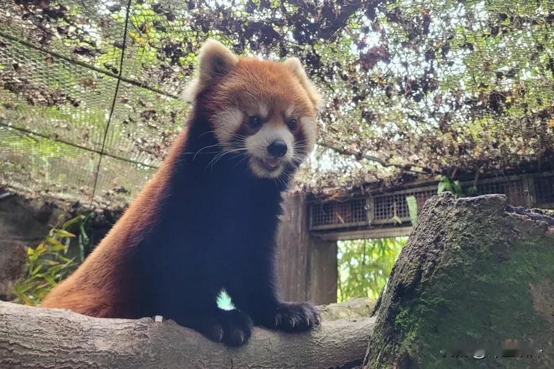 台北市想跟上海要两只小熊猫，给不给？
今年的台北市和上海市的双城论坛，传出来说台