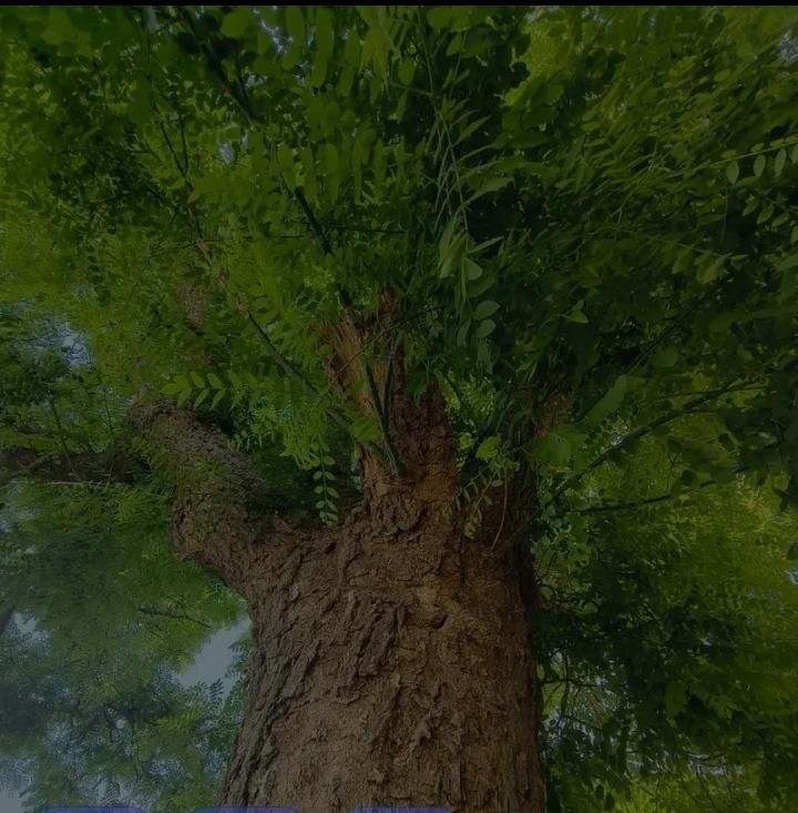 老槐树下的茶香
老街尽头的那棵老槐树，怕是比镇上最年长的王大爷还要老上几十岁，槐