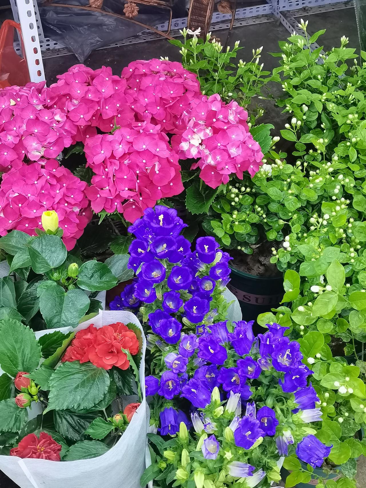 周末逛农贸市场，其中的花卉市场好像一个大花园，别有一番滋味。
去一个热闹又好看的