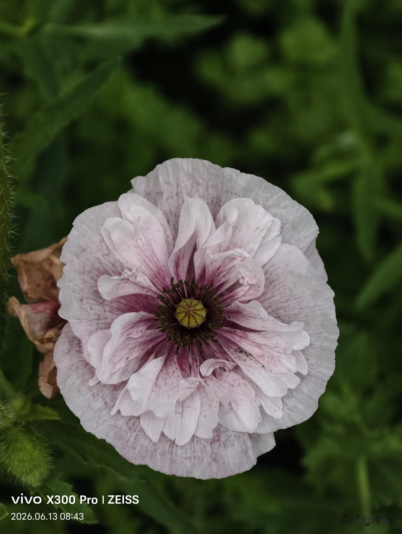 【原创\图文】
夏日盛开的花朵随手拍。
你知道这些花的名字吗？评论区里说一说。