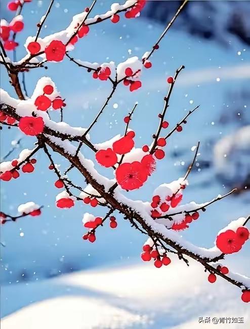 一树梅花含羞红，
冰肌玉骨透玲珑，
不与群芳争秀色，
默默无言暗香送。