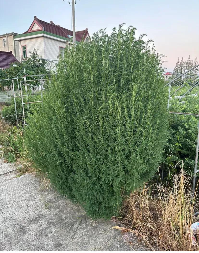 知道这棵树用来干嘛的，我惊呆了
路过这棵树，麻麻告诉我他是用来干嘛的，我惊呆了，