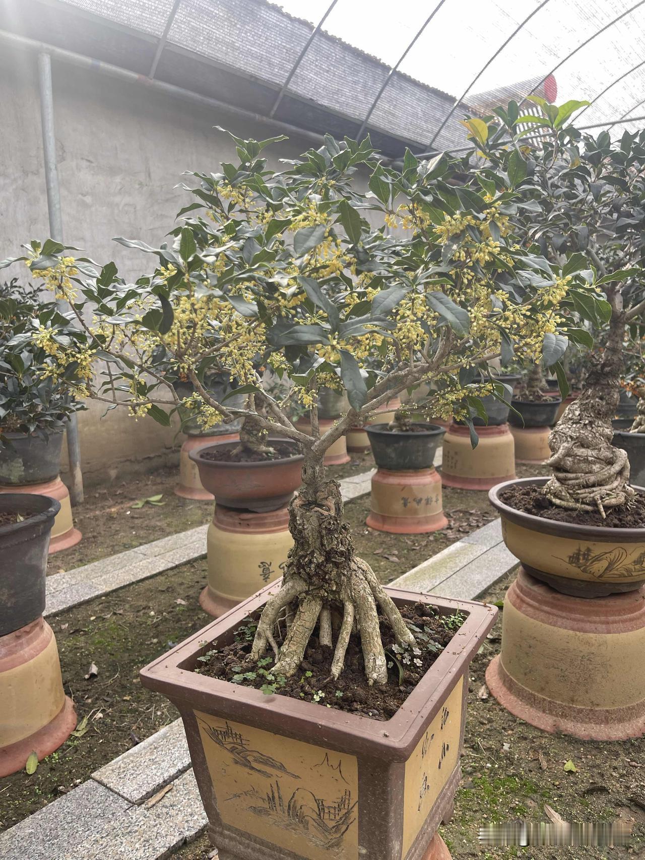金桂和银桂如何区别?金桂开黄花，颜色深，银桂开淡黄色花或者白色花，具体哪个品种看