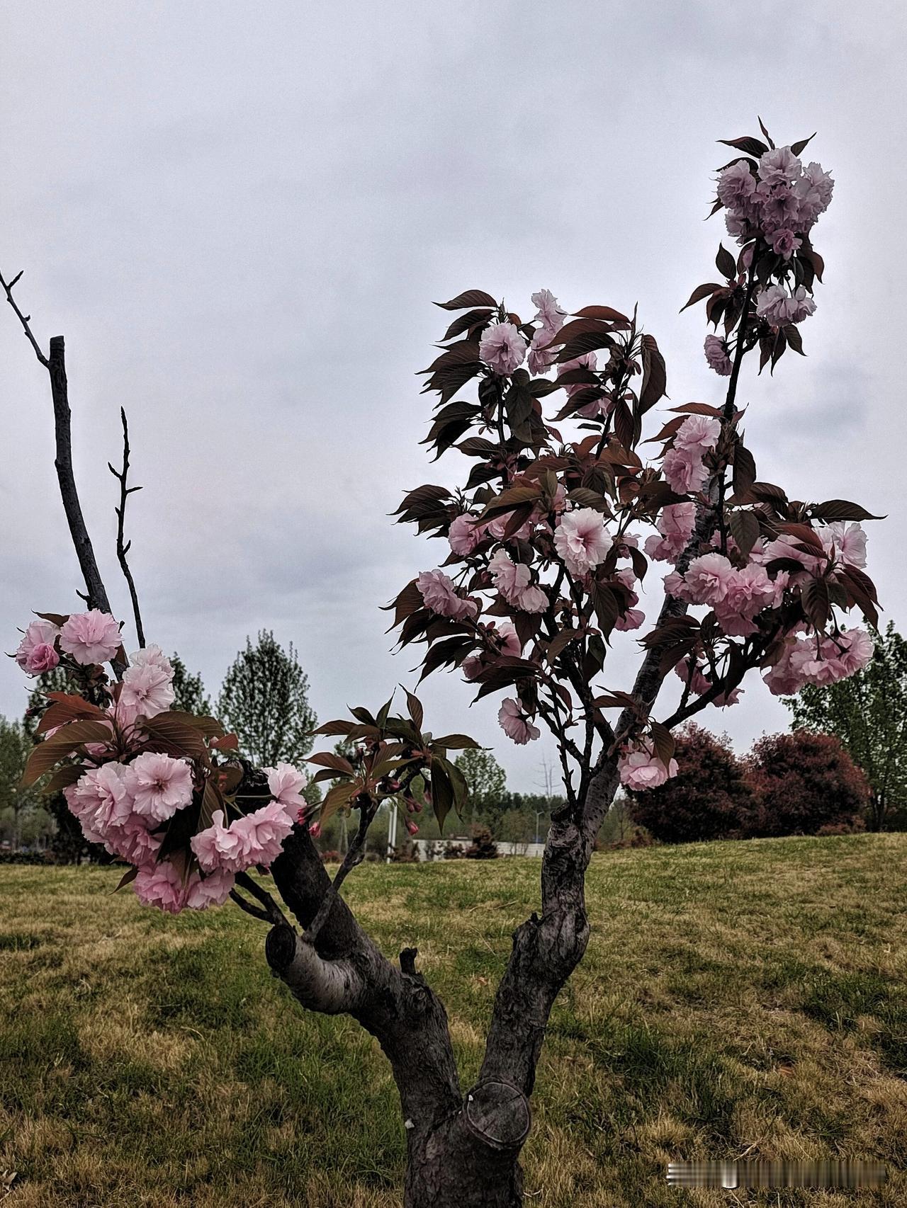 上联：诗山寻妙句
下联：书海找美文

终生坚持作品原创的人
图片来源于作者拍摄