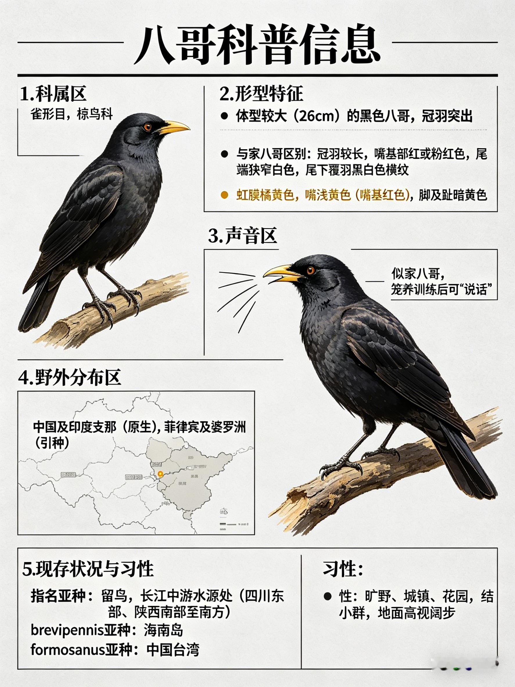 鸟类朋友图鉴 八哥·科属：雀形目，椋鸟科。·外形特征：体型较大（26cm）的黑色