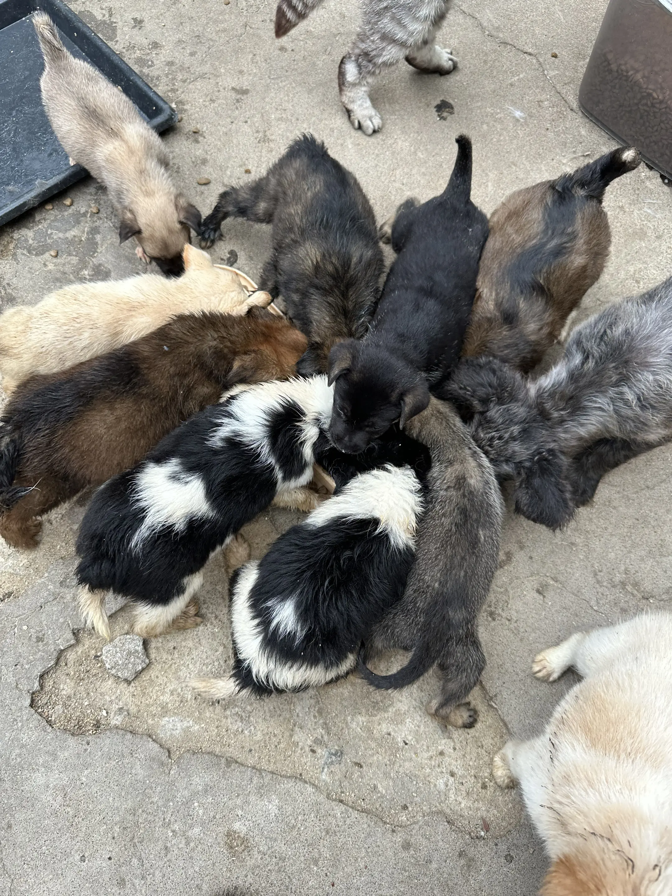 这些都是被遗弃的小狗狗，他们只想活下。