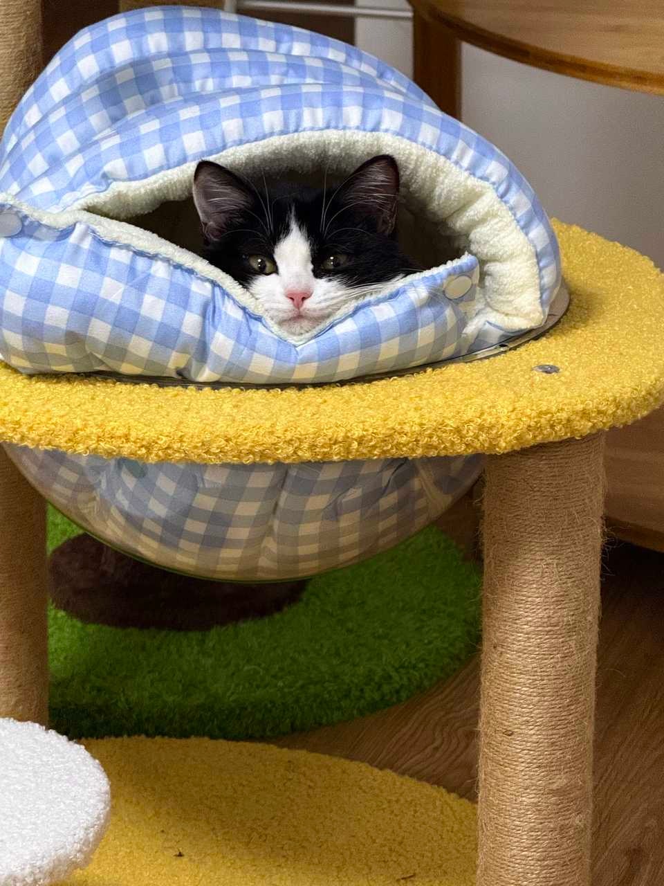 晚安  ˑ̫ daily奶牛猫 （投稿：） 