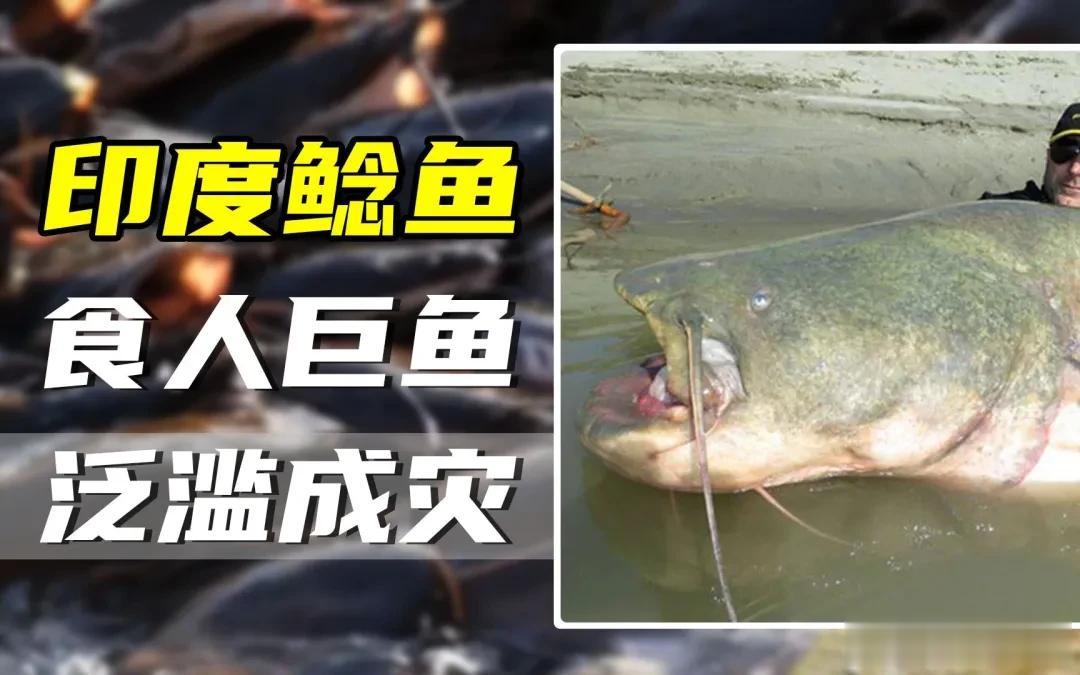 印度迎来50年最大灾难？向日本求助，日本：这个忙，只能找中国

印度已经超越中国