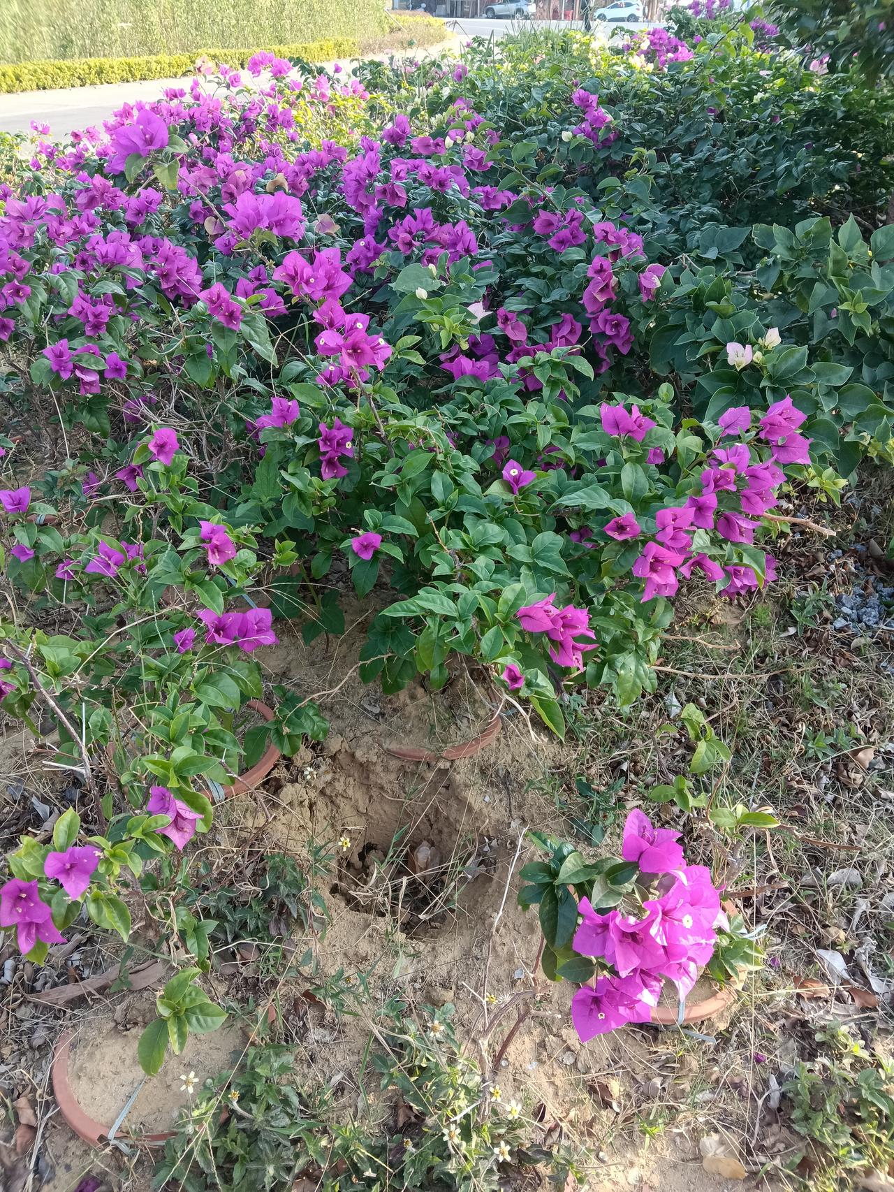 有没有漂亮的花朵图片吗