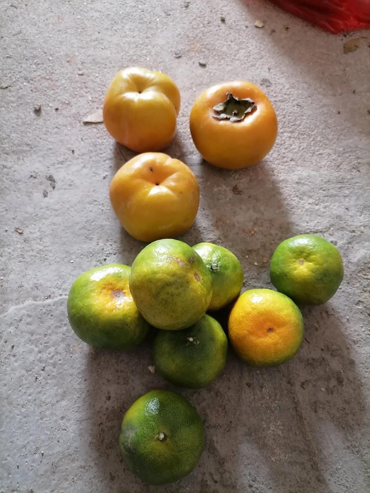 昨天赶集，我去街上买了脆柿子和一些青皮橘子。现在水果摊上面的价格仍然是10块钱三