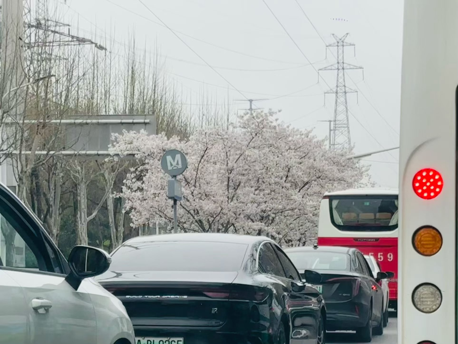 浪漫武汉一路生花 武汉一到这个季节  尤其是开满樱花 就真的很浪漫🌸 