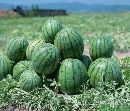 西瓜🍉为葫芦科草本植物的果实。异名：寒瓜、夏瓜、水瓜、天生白虎汤。西瓜的原产地