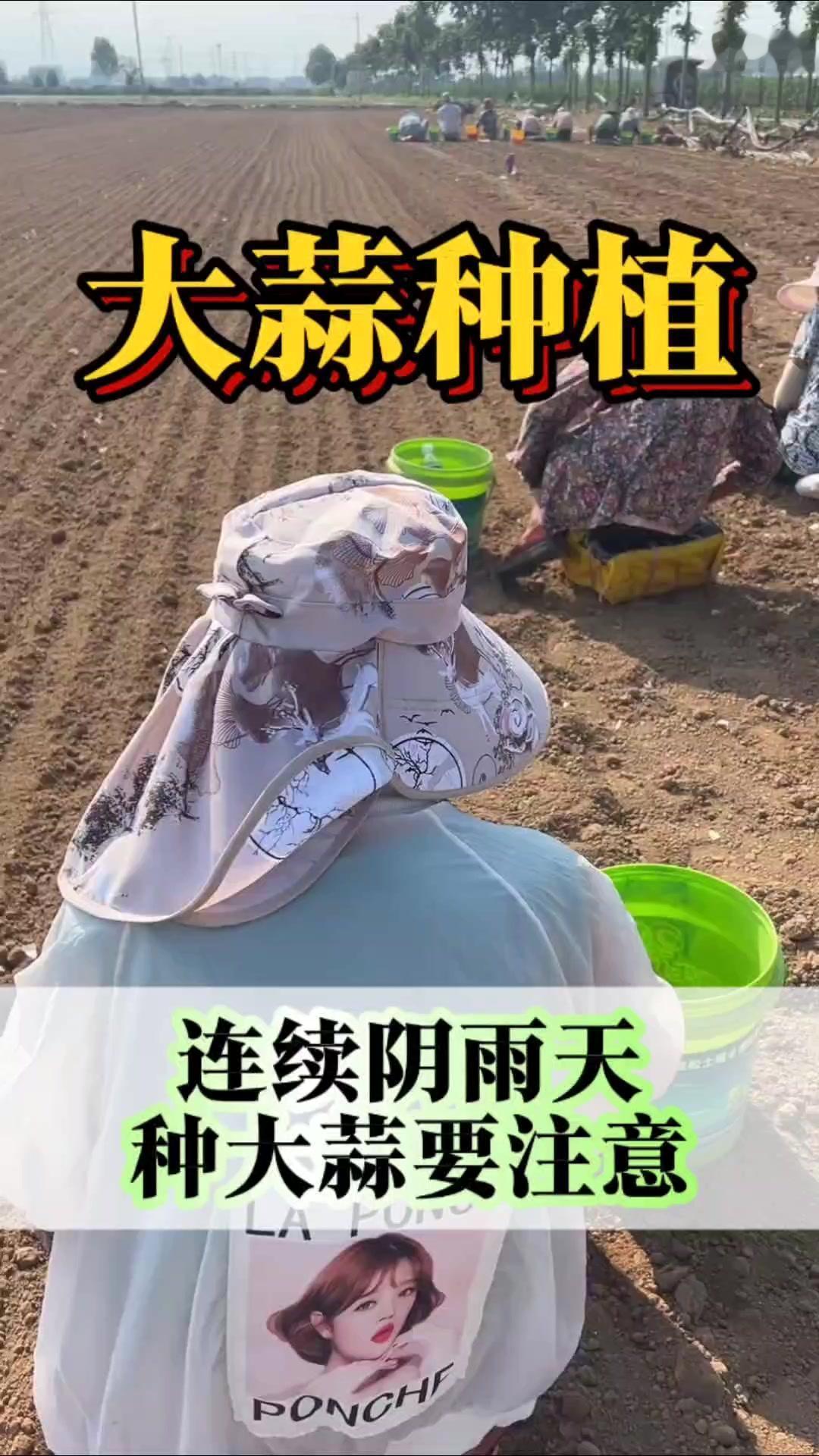 最近天气反常，阴雨连绵加上高温高湿，土壤里的真菌细菌特别活跃。大蒜要是种早了，幼