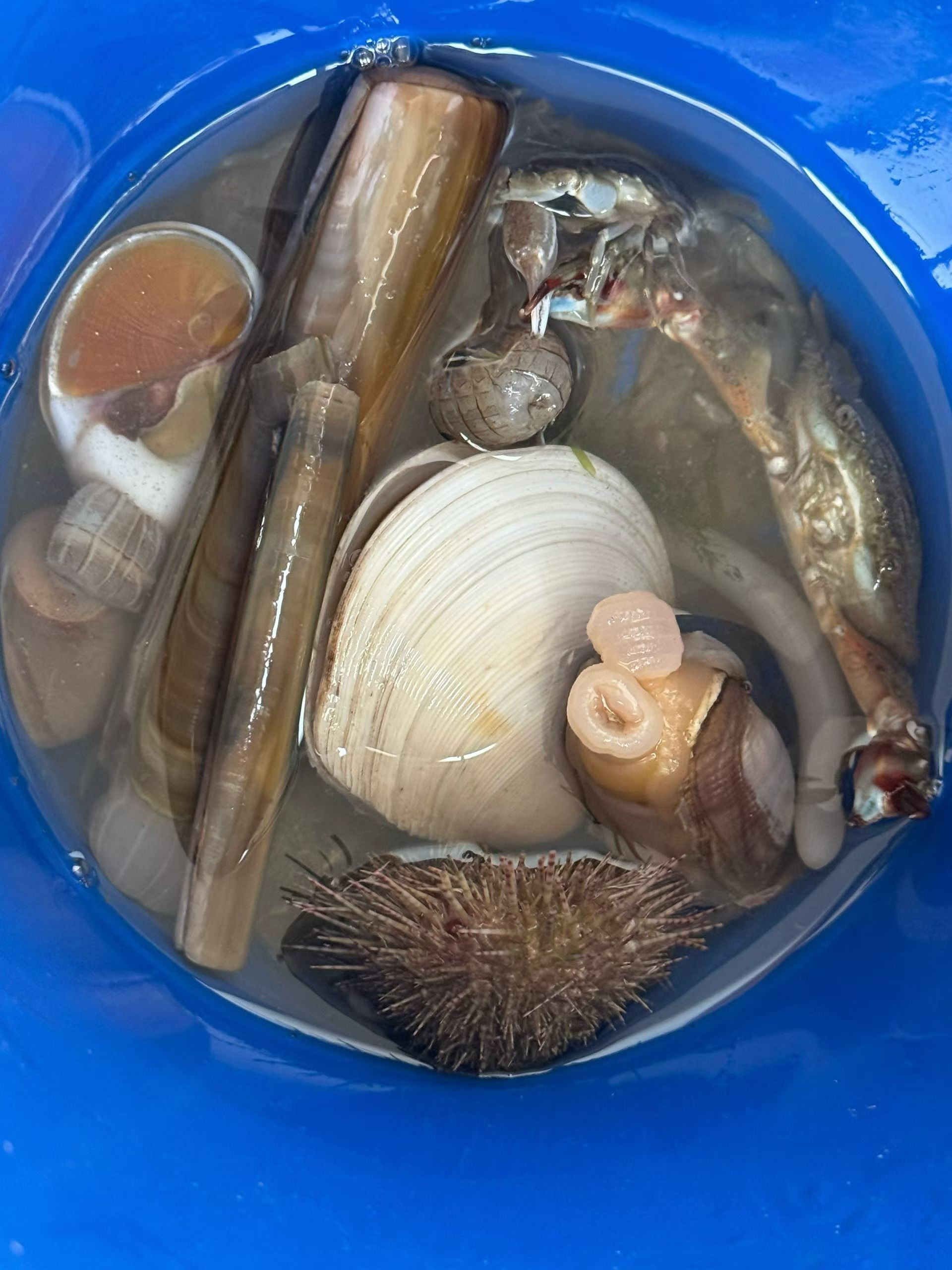 青岛赶海挖蛤蜊论百斤算 是真有，娃娃去海边捡的，个头很大，小孩子主要心思在玩，都