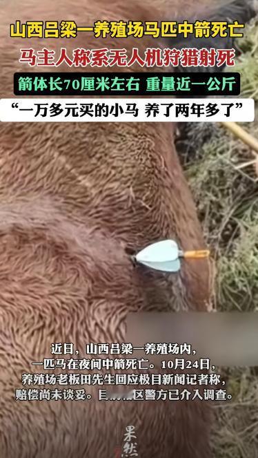 必须严惩！山西吕梁，一男子将马散养在养殖场内，第二天再去看时，却发现马儿没有了呼