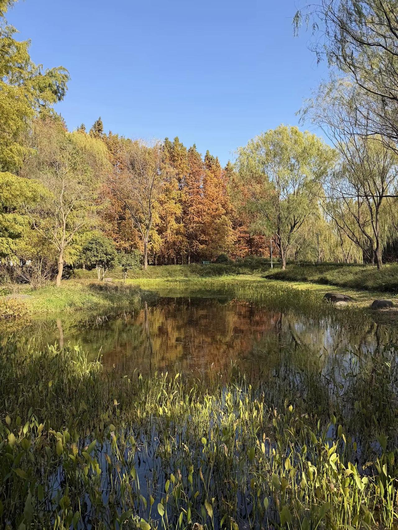 这个季节苏州的景色我称之为天花板大自然 红杉林美景 苏州初冬 苏州美景如画