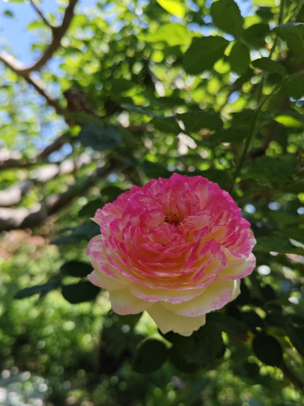 小学时期，她们班里学习成绩前几名的都是女生，直到小学毕业依然如此。
上初中以后，