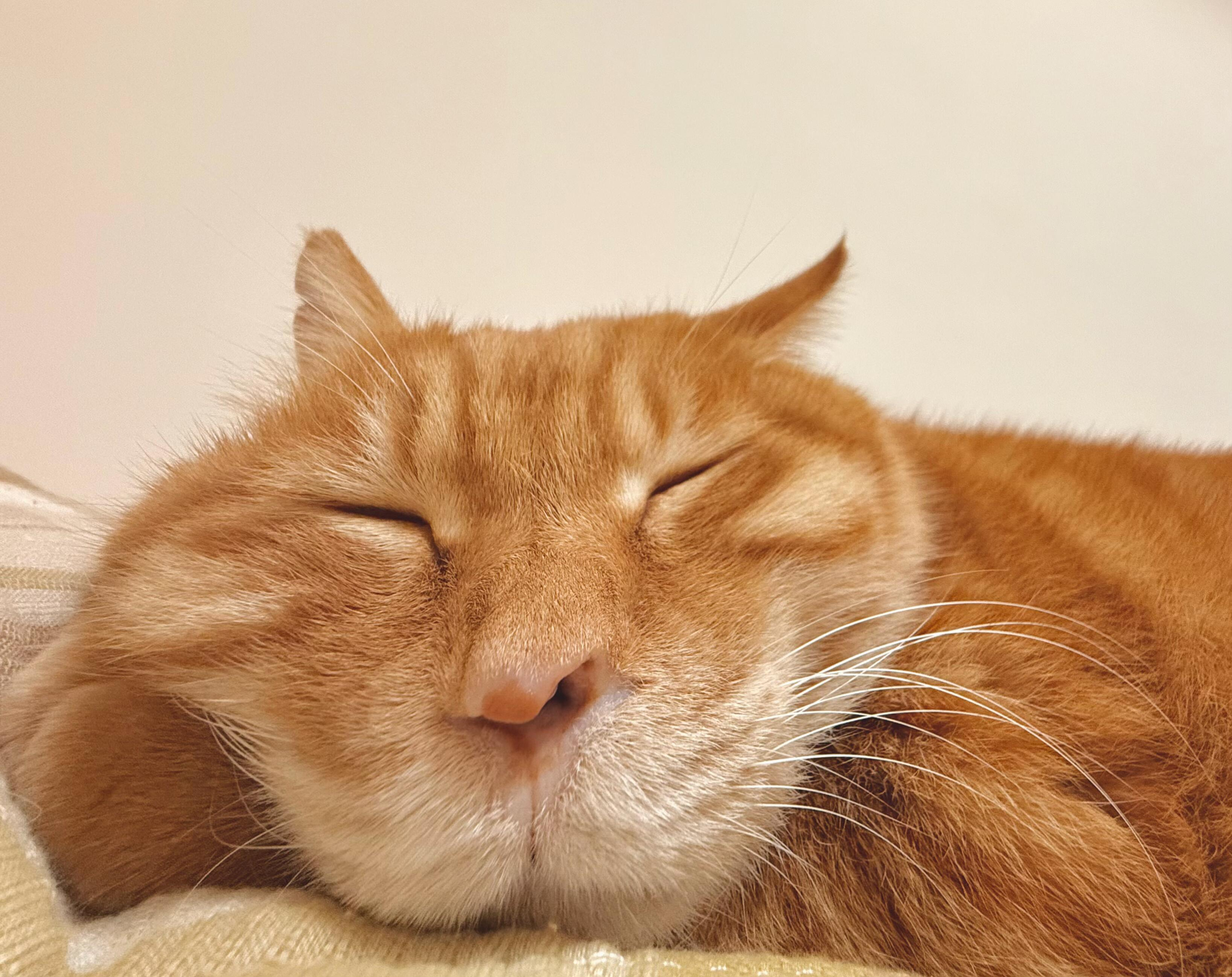 咪午睡还不想起床 