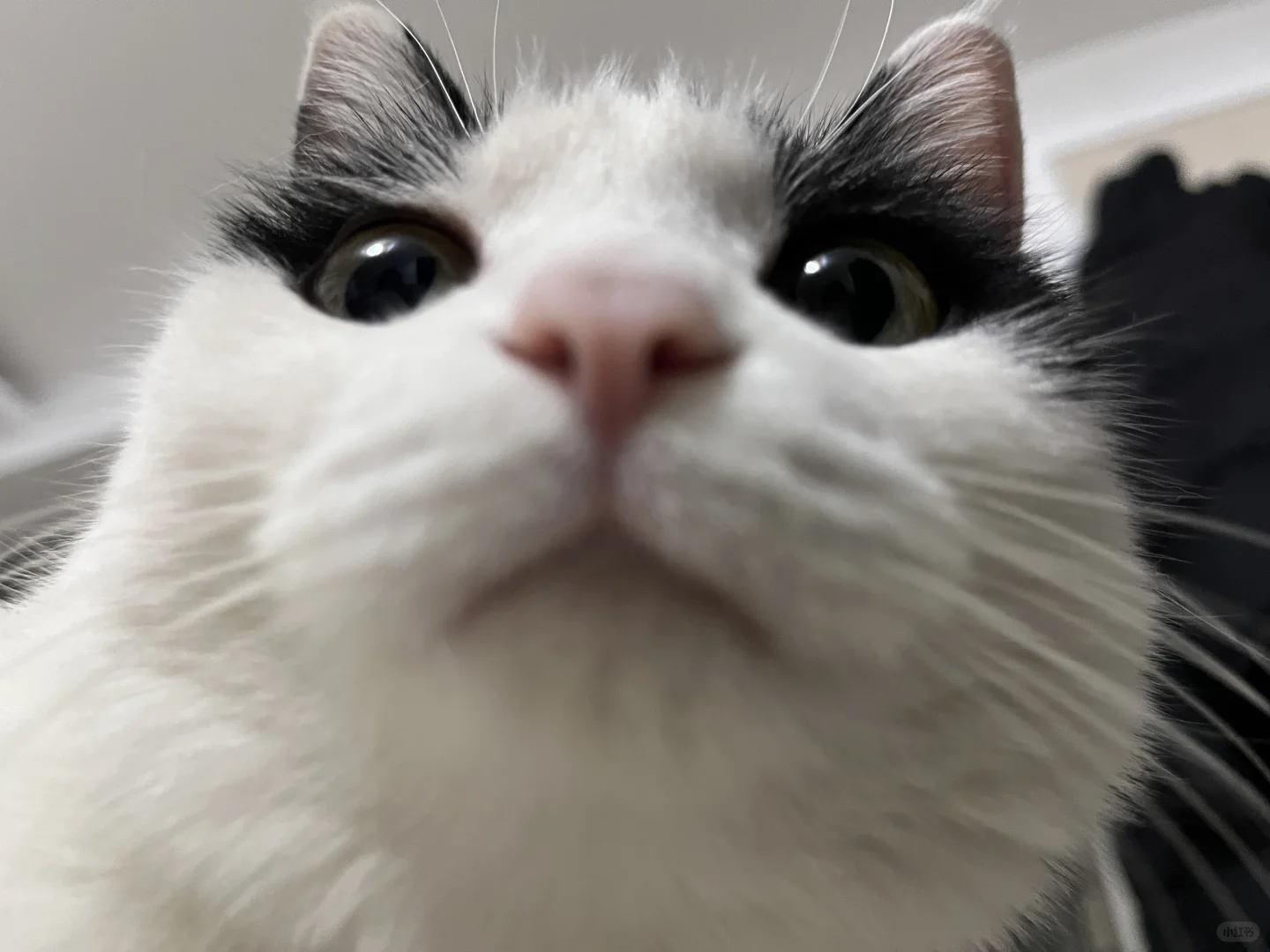 不许动！你被小猫强吻了