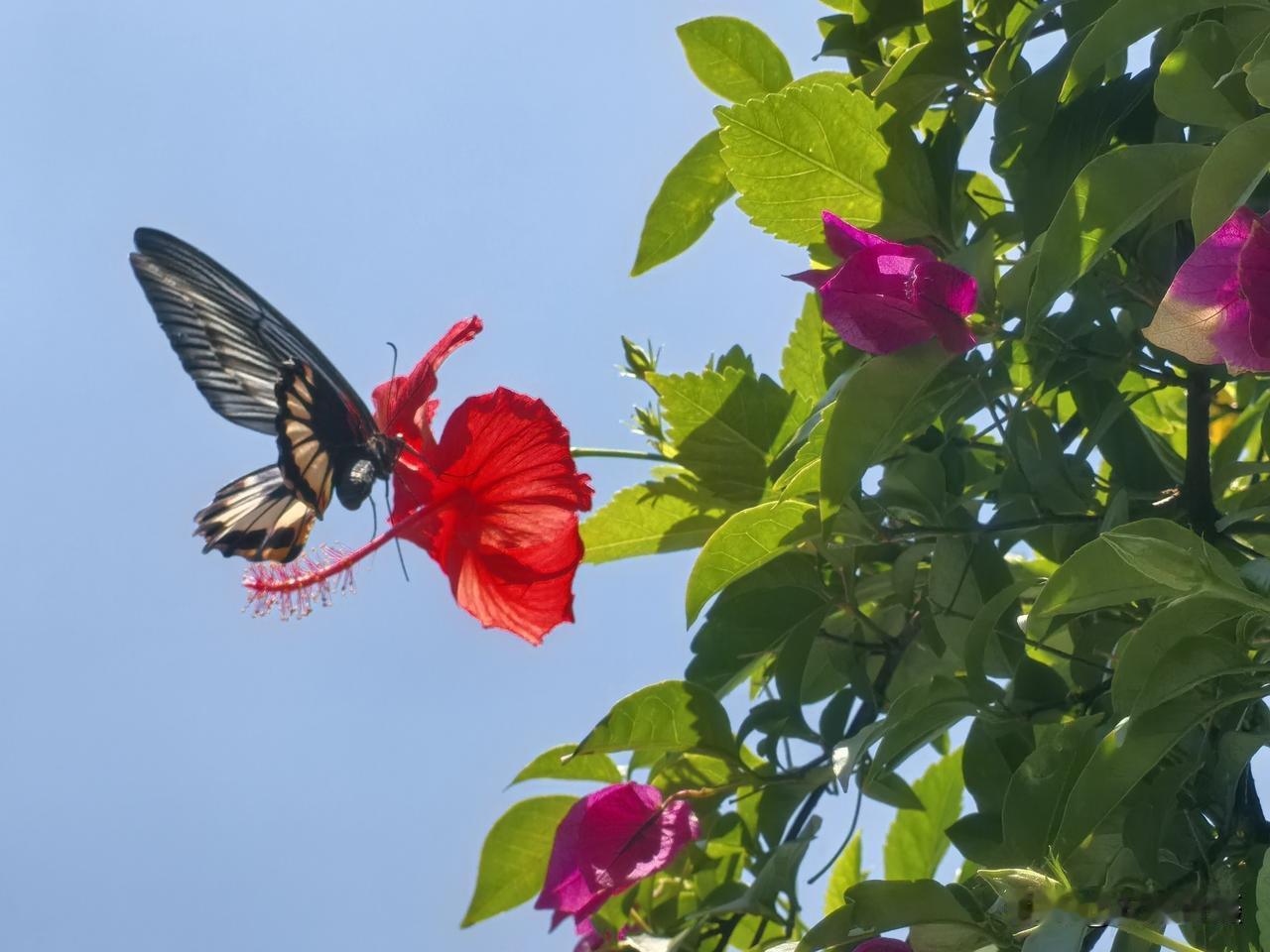 蝶恋花（手机随拍）