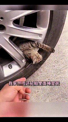 哎呀妈呀你瞅瞅这小猫，多有意思啊
车都跑出去二百多公里了，主人才发现，它窝在车轮